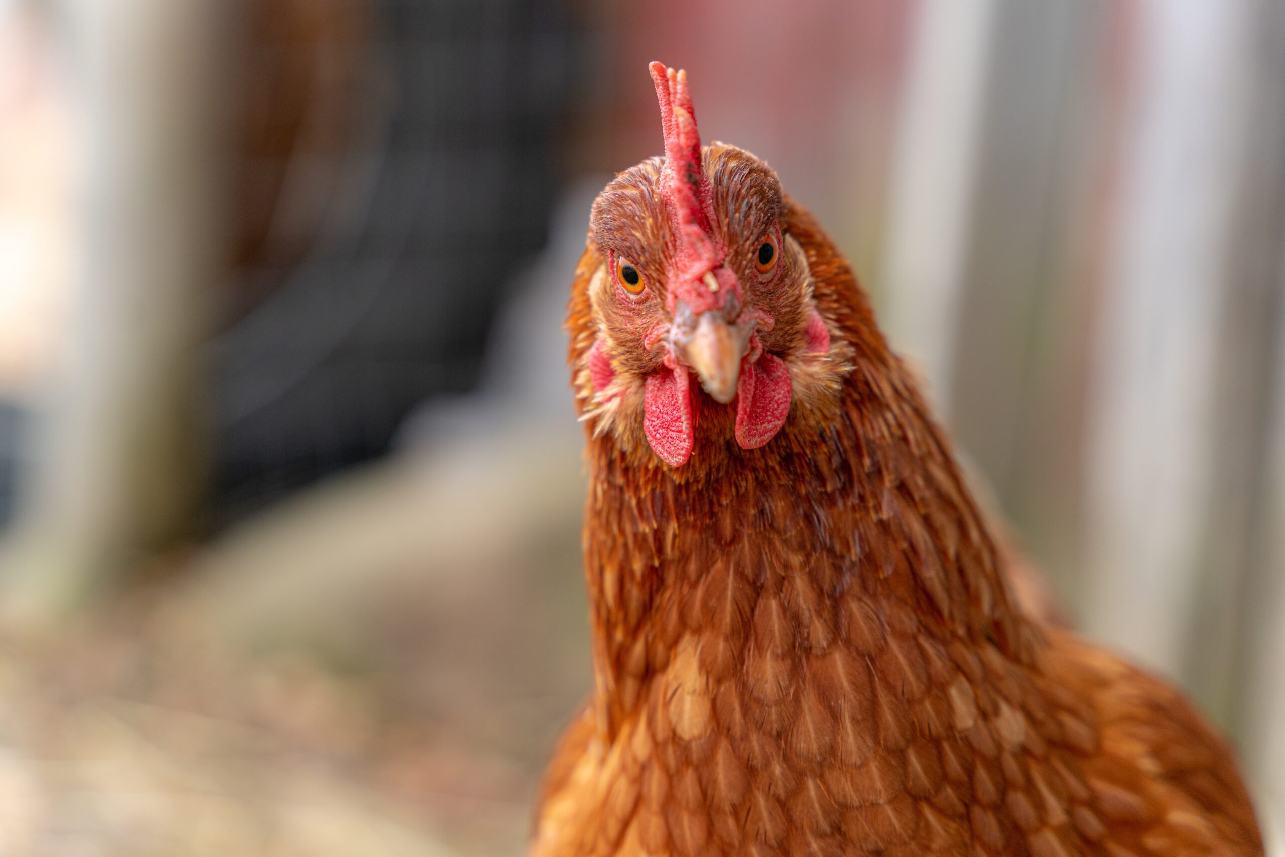 WHO alarmiert: Vogelgrippe-H5N1 wird zur Gefahr für Menschen