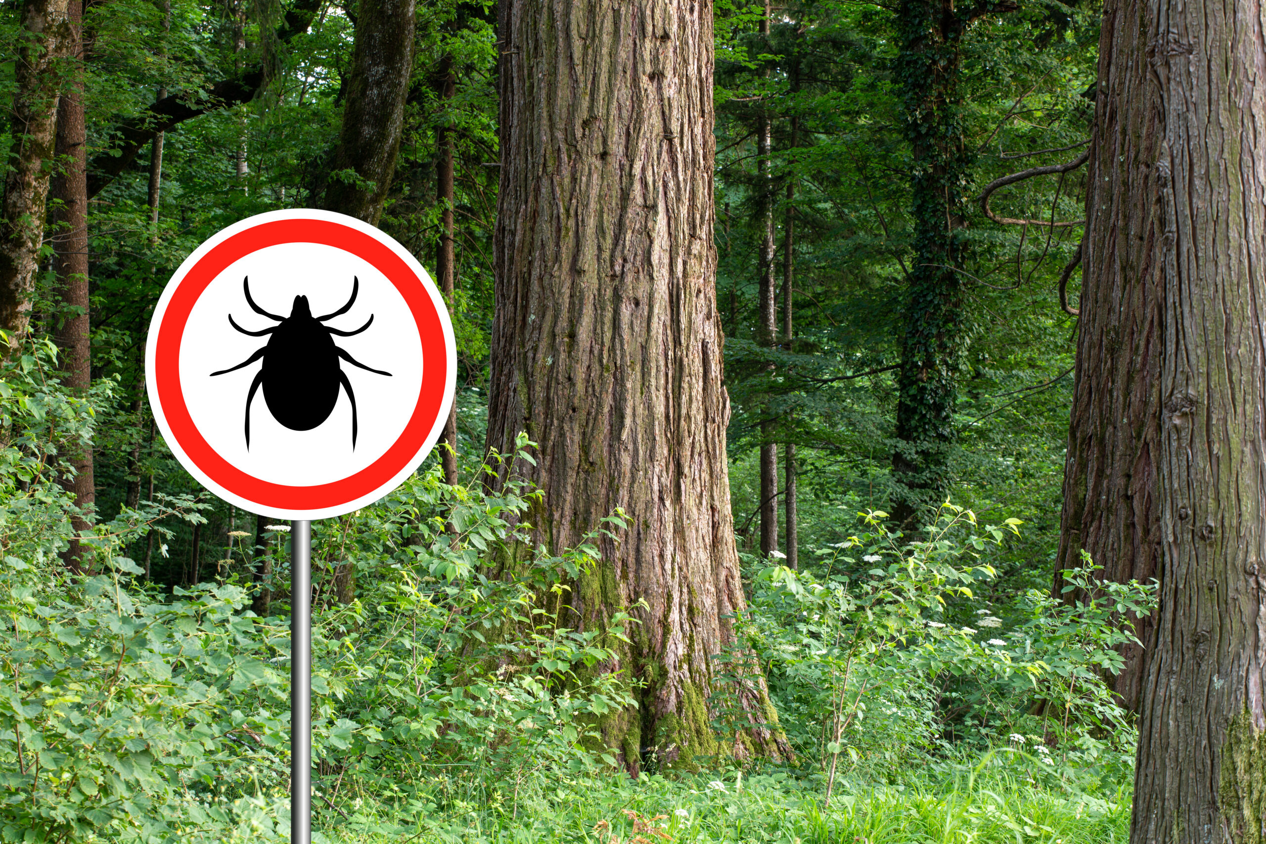 Immer weniger FSME-freie Zonen