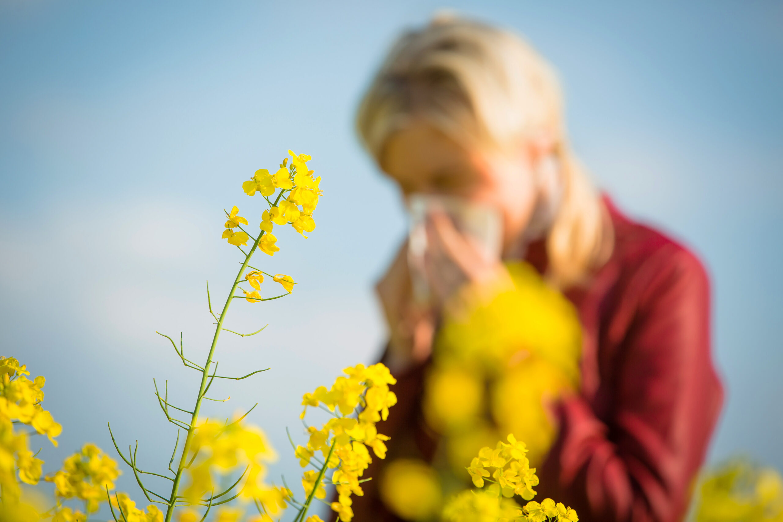Studie: Pollen erhöhen den Blutdruck