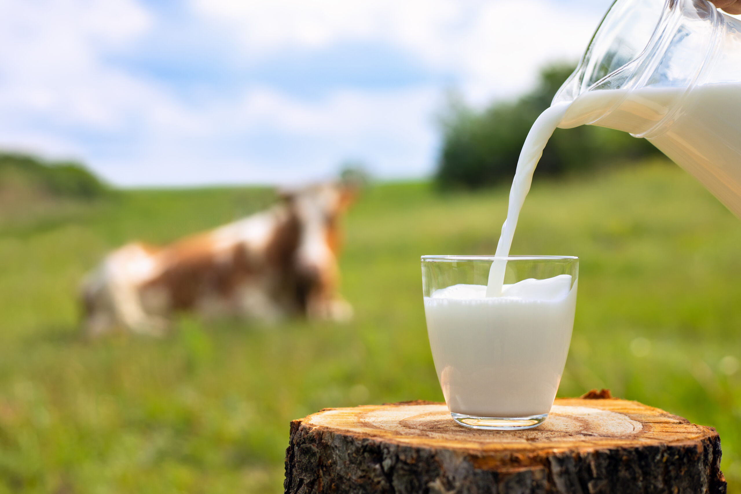 Pasteurisierung inaktiviert H5N1-Virus in Kuhmilch