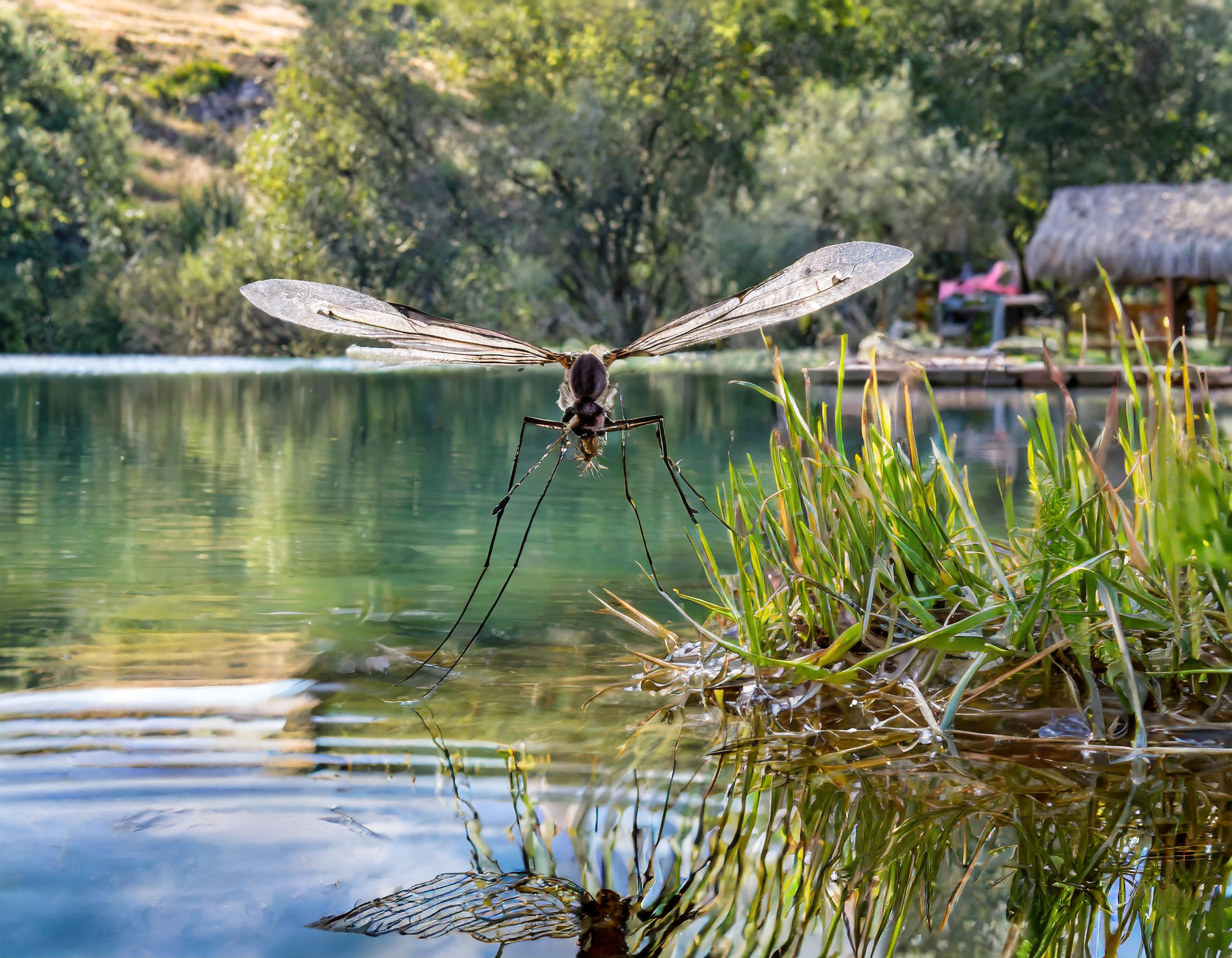 Achtung Gelse! Tipps von den Apothekenprofis am Neusiedlersee 
