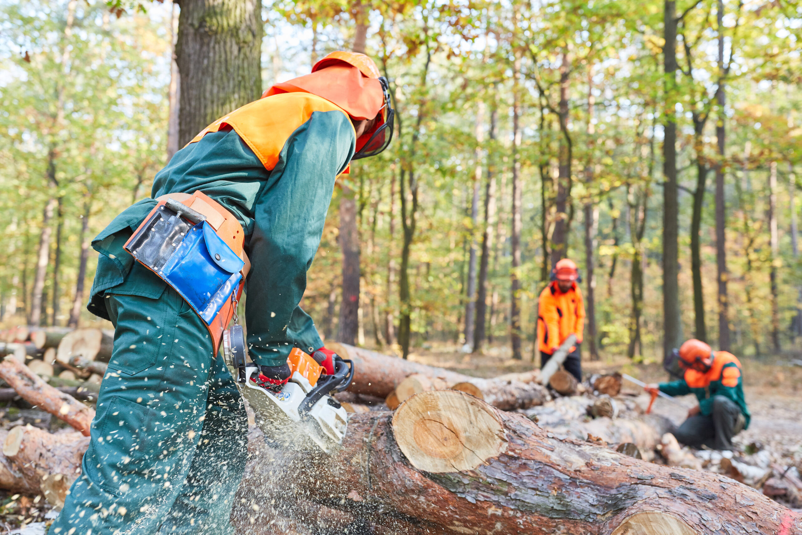 Holzstaub fördert Leukämie