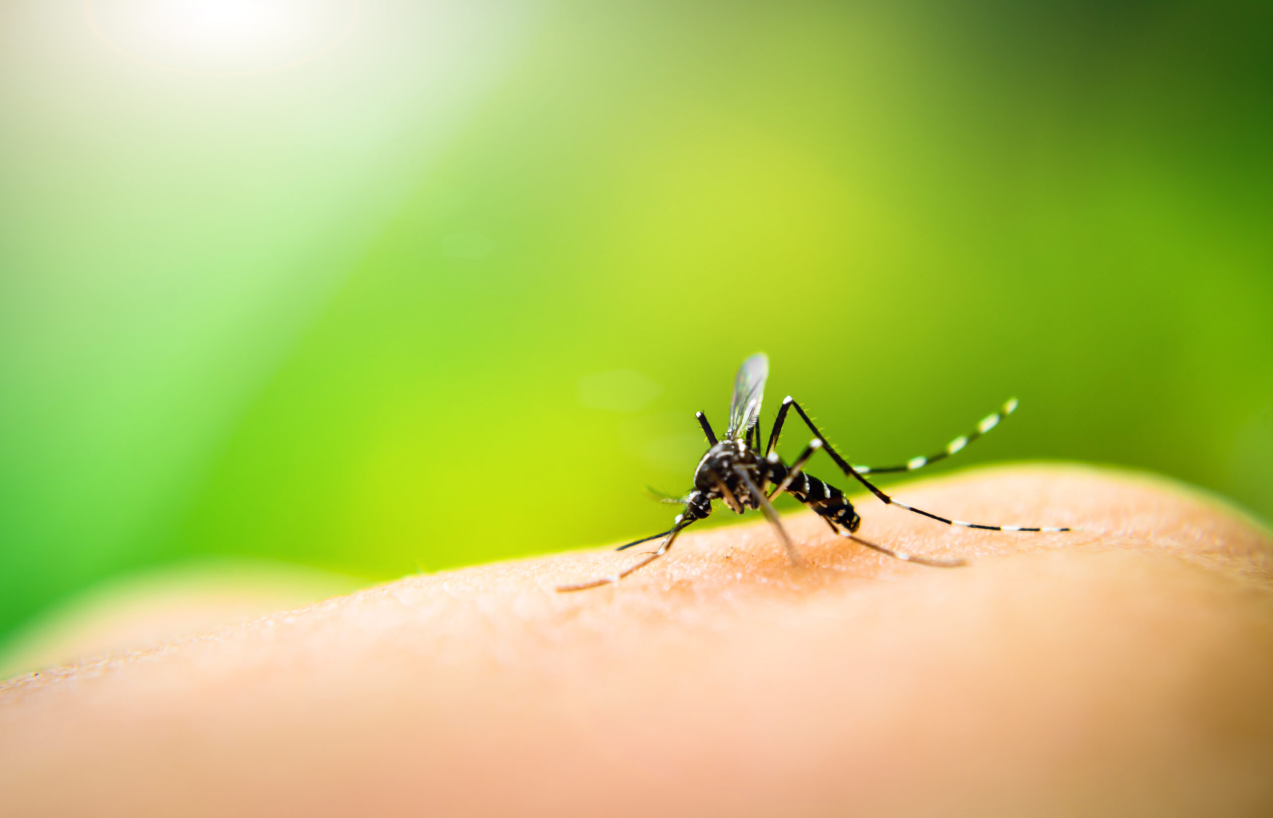 Schwere Dengue-Epidemie in Lateinamerika