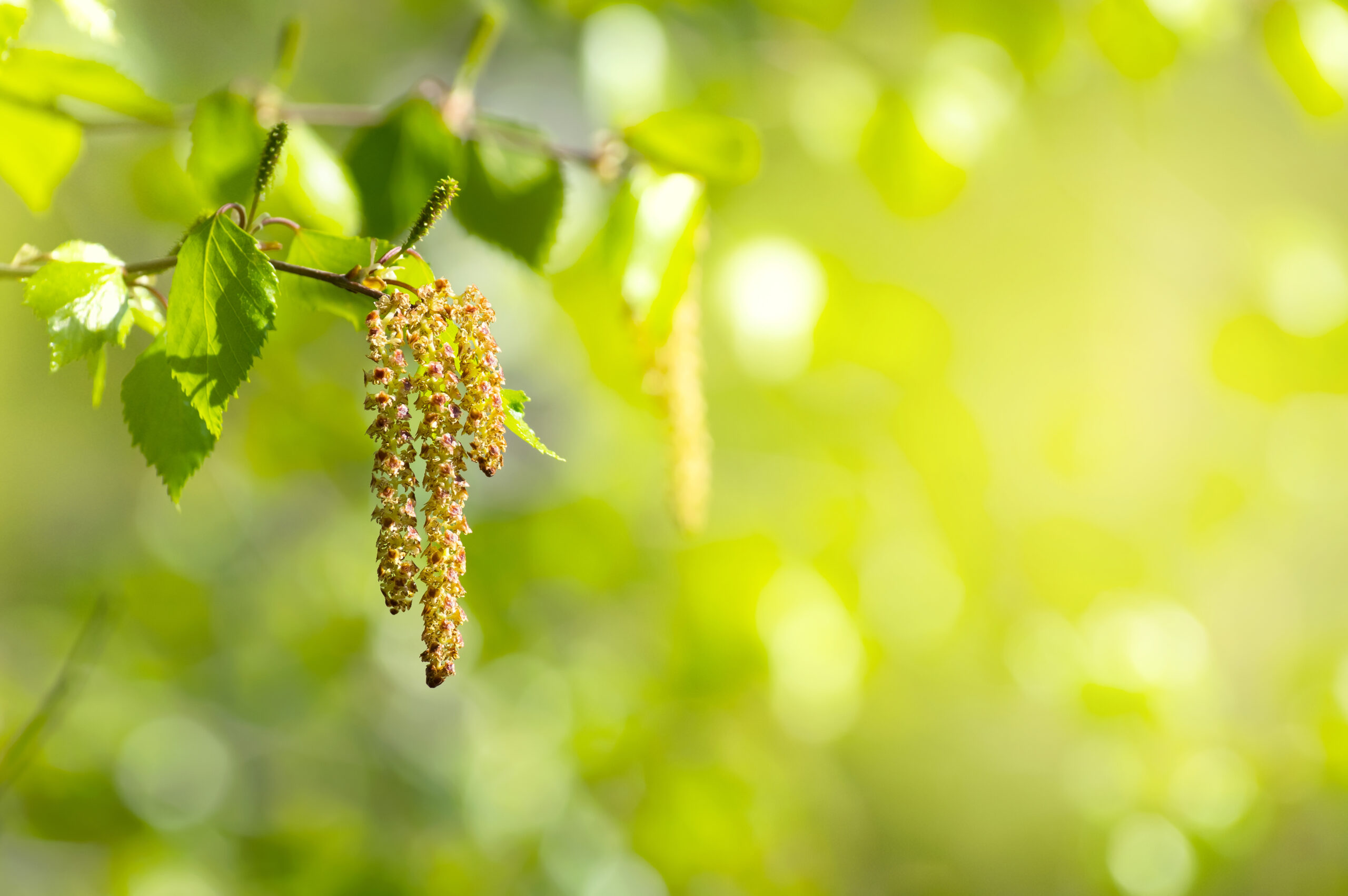 Neue Studienergebnisse bei Birkenpollen-Allergie