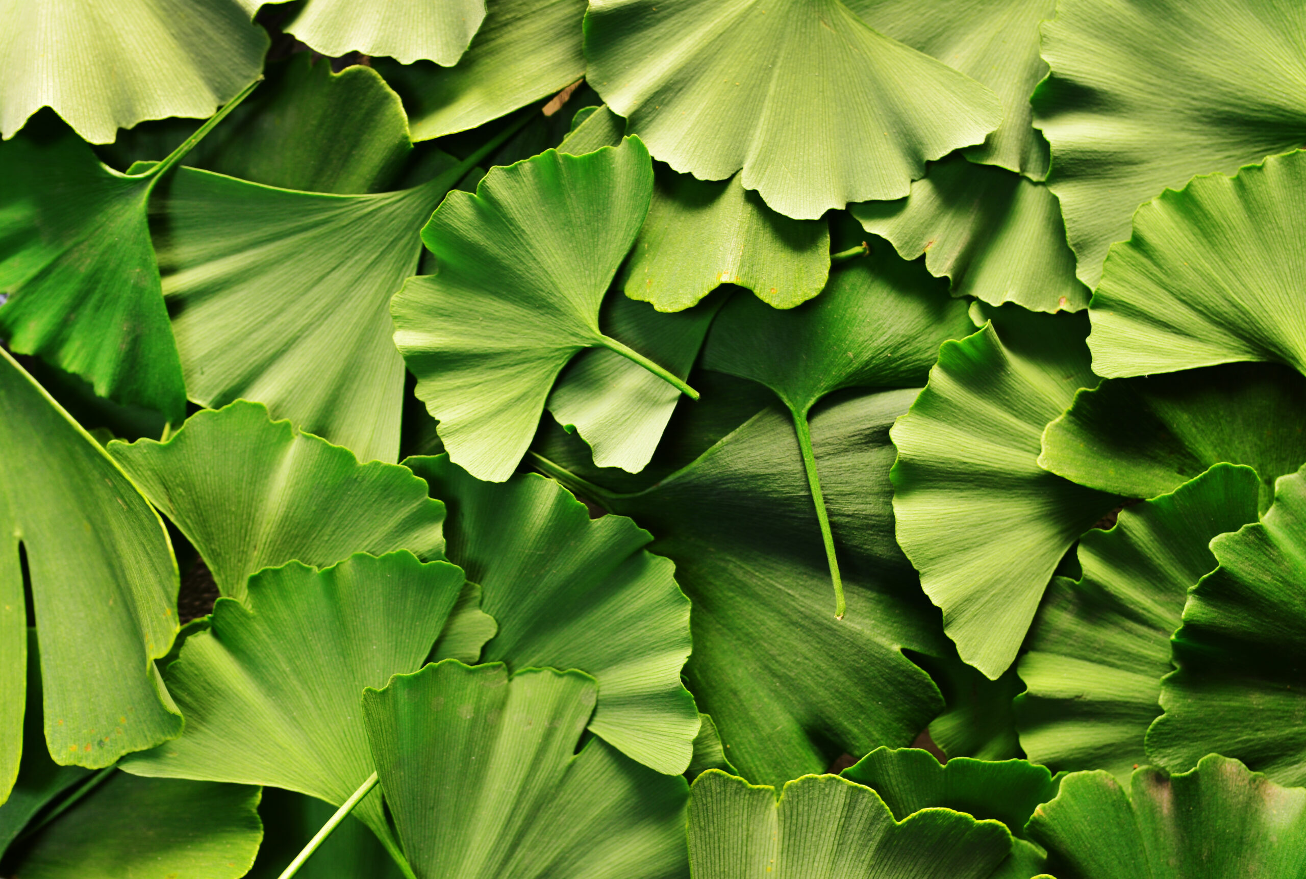 Neue Studie: Ginkgo bremst Demenzfortschreiten um 50 Prozent