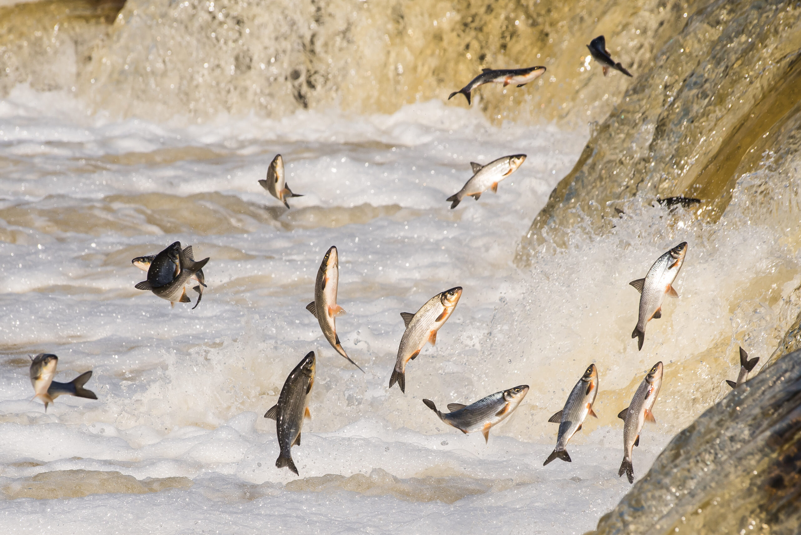 Lachs auf Abwegen: Clobazam ändert Wanderungsverhalten