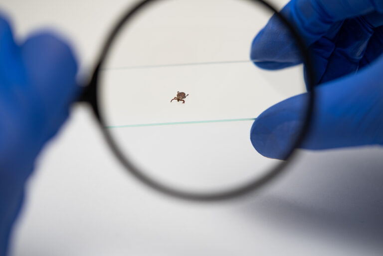 Hände mit blauen Handschuhen halten einen Objektträger. Darauf sitzt eine Zecke. Darüber befindet sich eine Lupe.