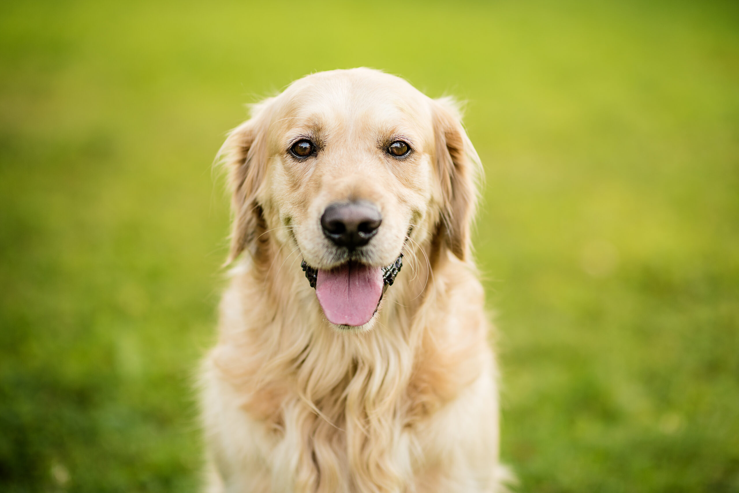 Golden Retriever blickt in die Kamera.