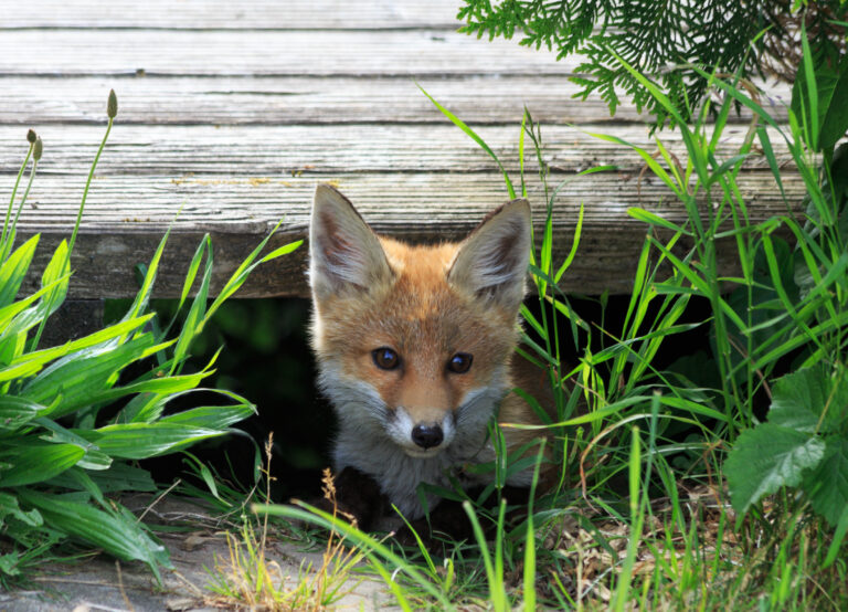 Fuchs sieht unter einer Brücke hervor.