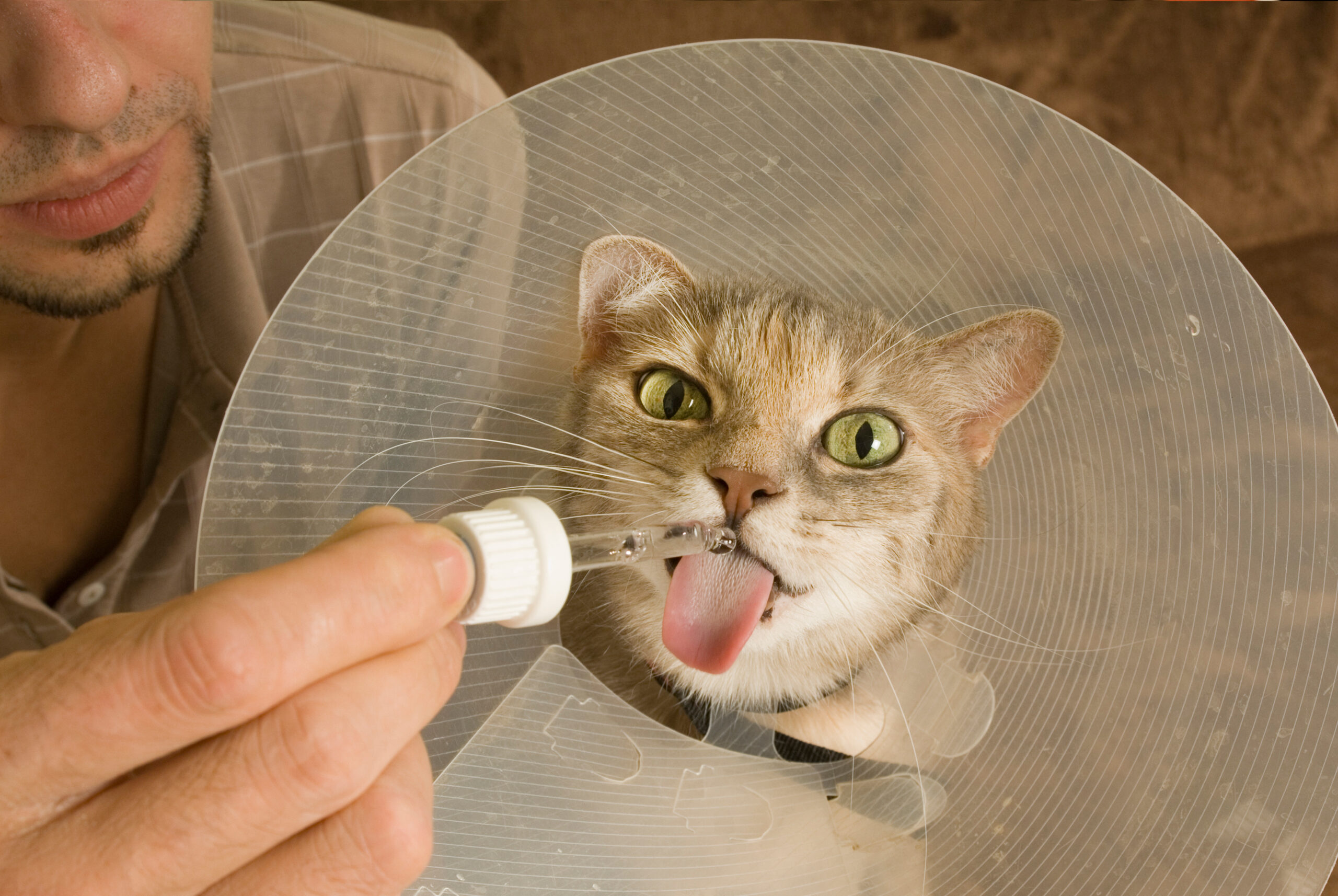 Katze mit Kratzschutz erhält Medizin mittels einer Pipette.
