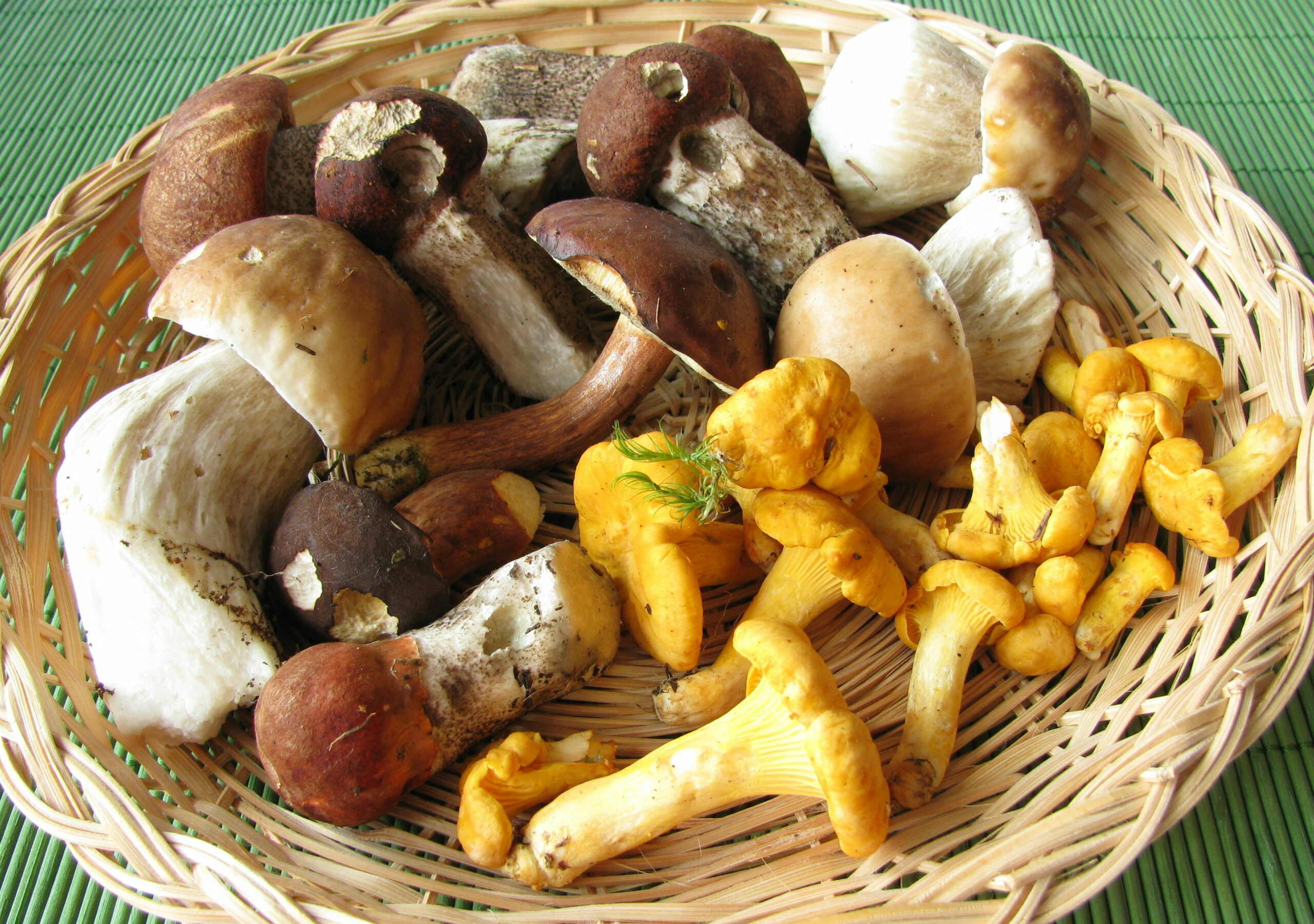 Verschiedene Pilze liegen in einem Weidenkorb. Eierschwammerl und Steinpilze vermutlich.