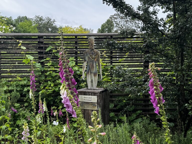 Der rote Fingerhut steht im Garten. Hinter ihm eine Statue mit der Aufschrift "Herz und Kreislauf"