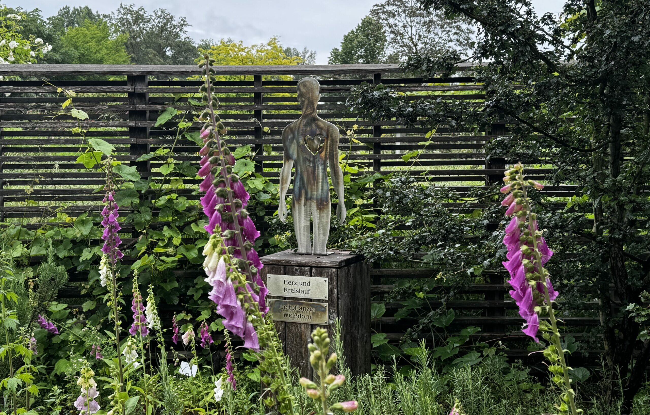 Der rote Fingerhut steht im Garten. Hinter ihm eine Statue mit der Aufschrift "Herz und Kreislauf"