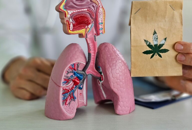 Symboöbild: jemand im weißen Kittel hat eine Tüte mit einem Cannabis-Blatt neben ein Anatomiemodell von Lungen.flügeln