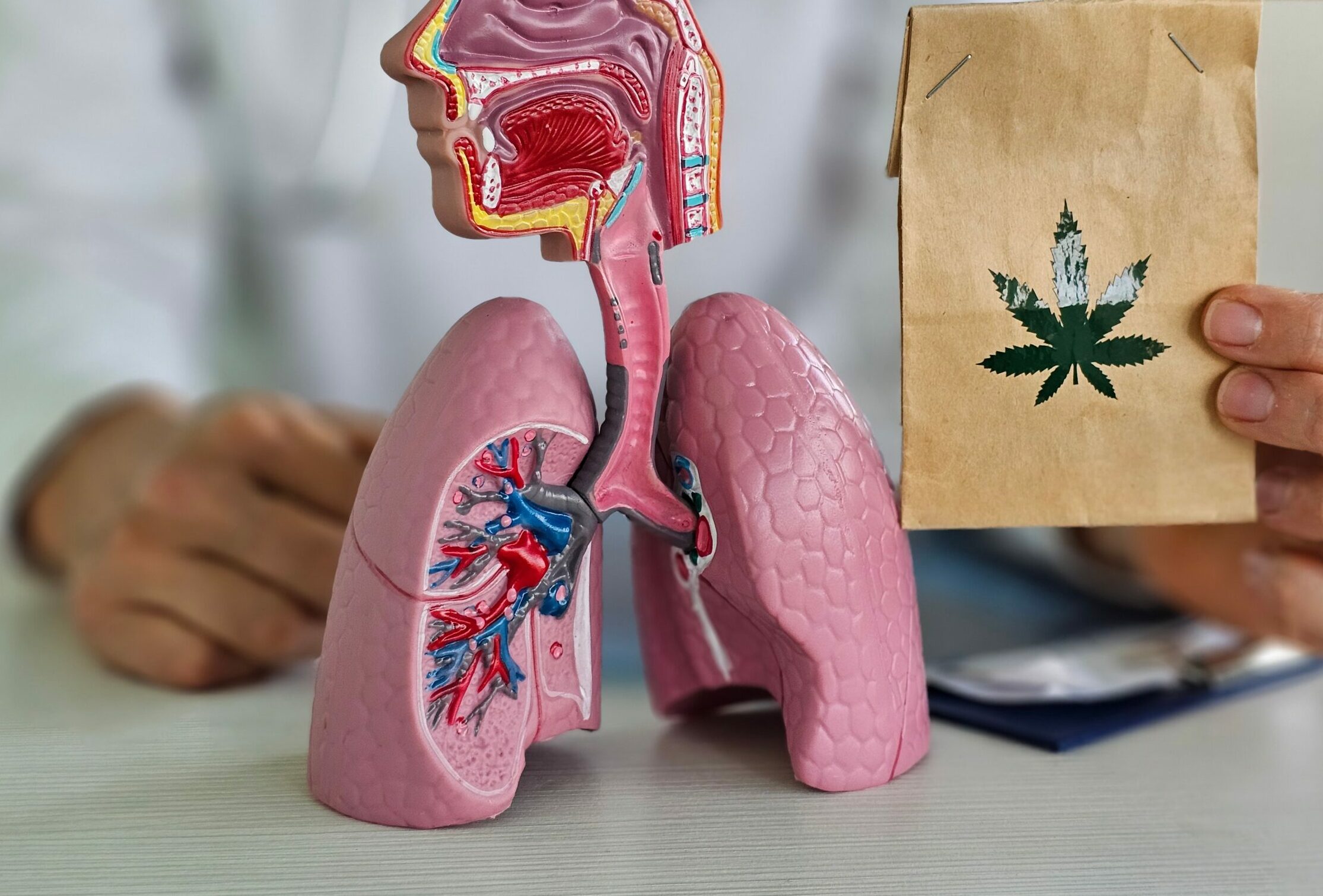 Symboöbild: jemand im weißen Kittel hat eine Tüte mit einem Cannabis-Blatt neben ein Anatomiemodell von Lungen.flügeln