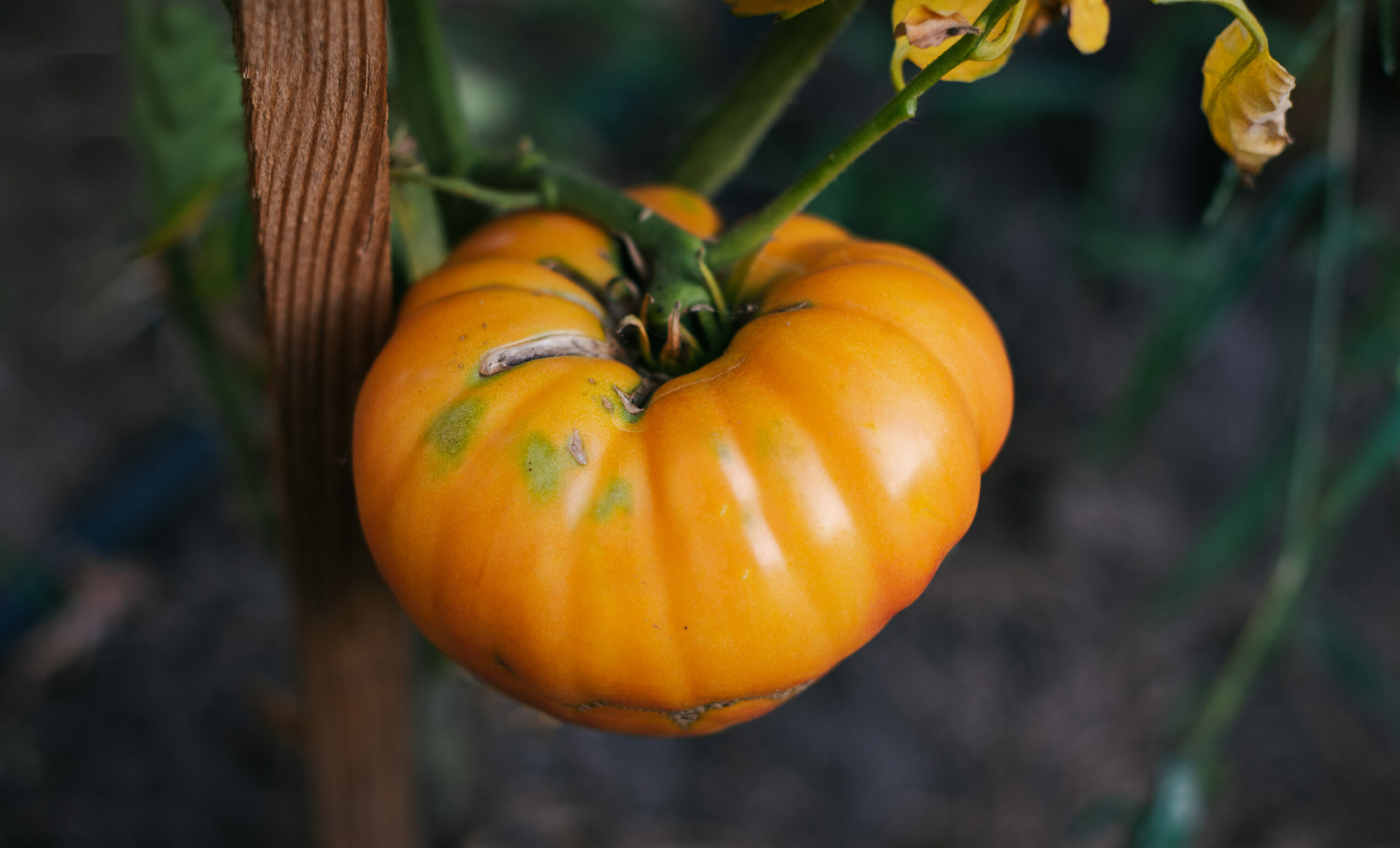 Gelber Tomatenextrakt: Hautschutz zum Schlucken?