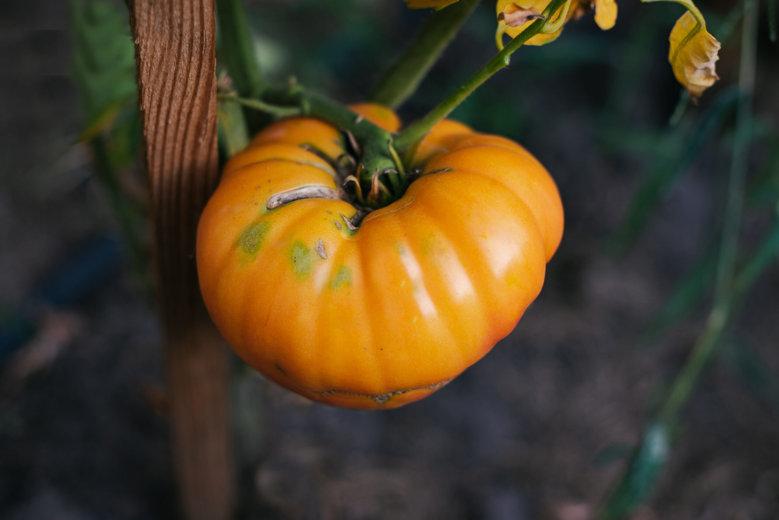 Gelber Tomatenextrakt: Hautschutz zum Schlucken?