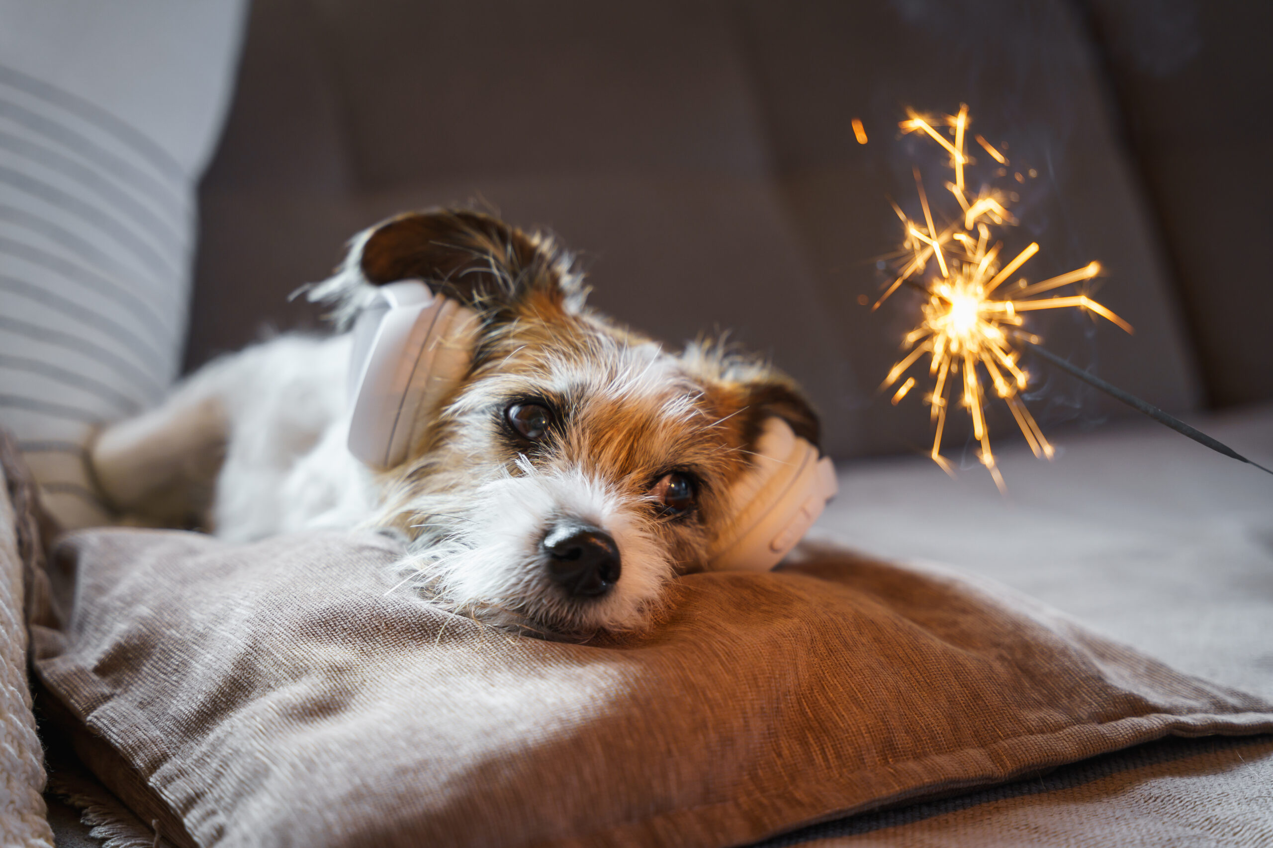Hundepanik an Silvester: Ist Eierlikör die Lösung?