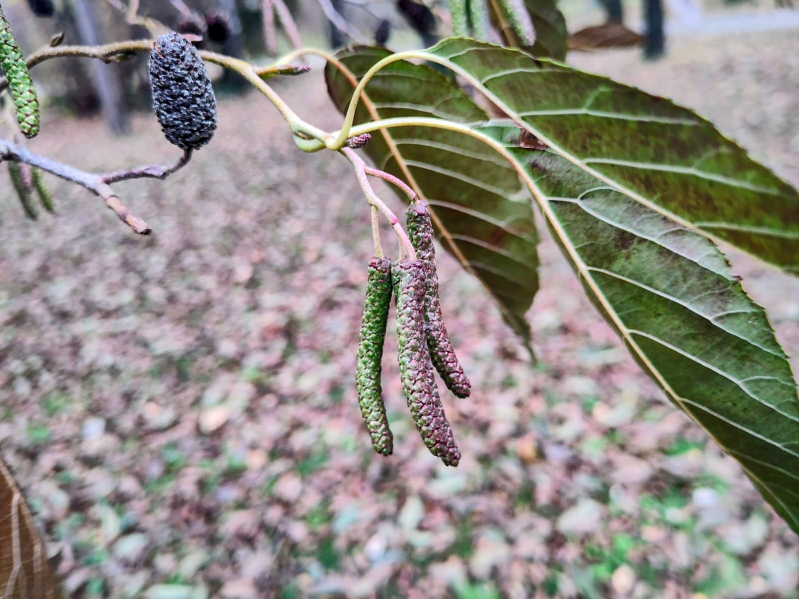 Auf dem Bild sieht man eine Purpur-Erle. Sie trägt purpurne Erlen-Kätzchen.
