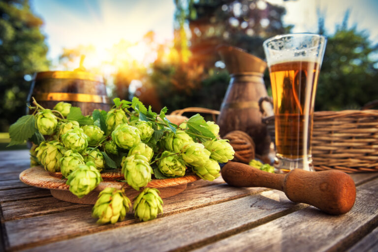 Symbolbild: Hopfenpflanze liegt auf Tisch neben Glas Bier.