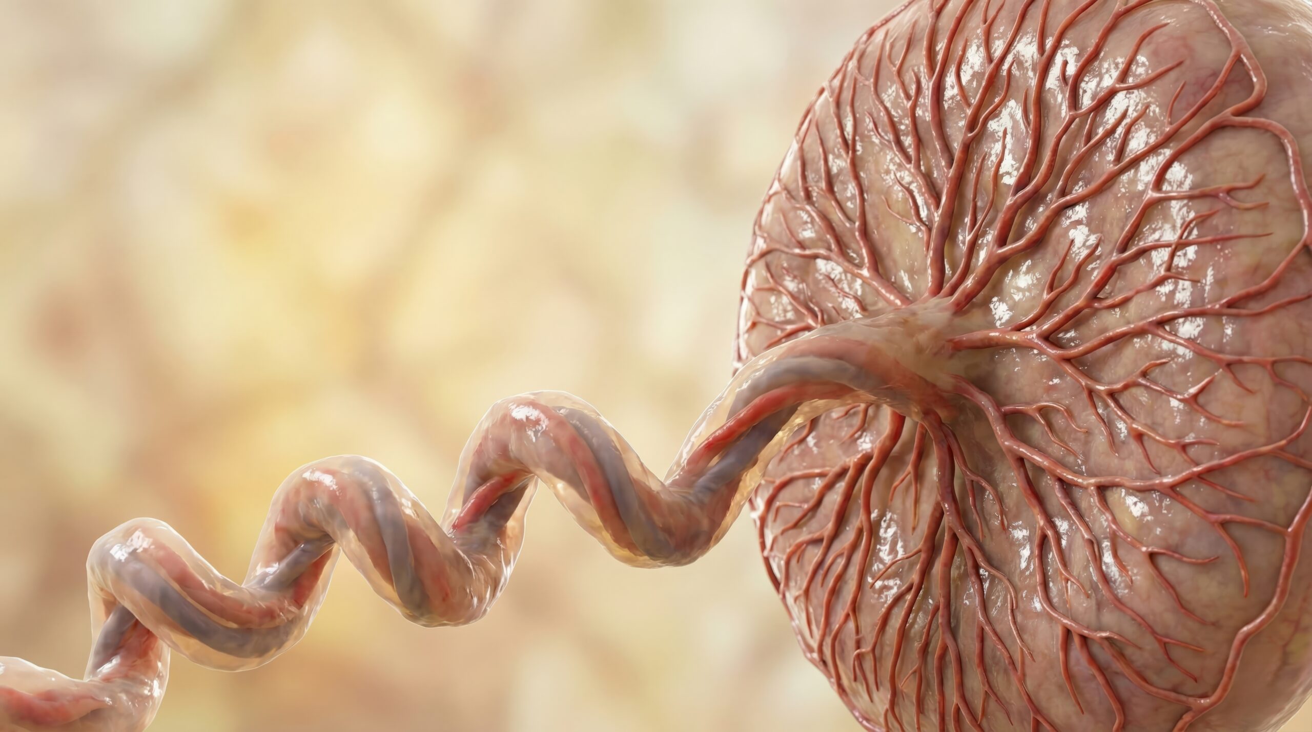 Symbolbild: Darstellung einer menschlischen Plazenta mit Nabelschnur.