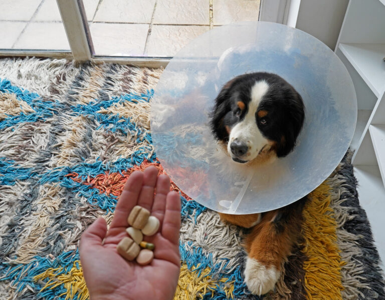 Symbolbild: Ein Hund hat eine Halskrause und eine Hand hält ihm Pillen und Leckereien hin.