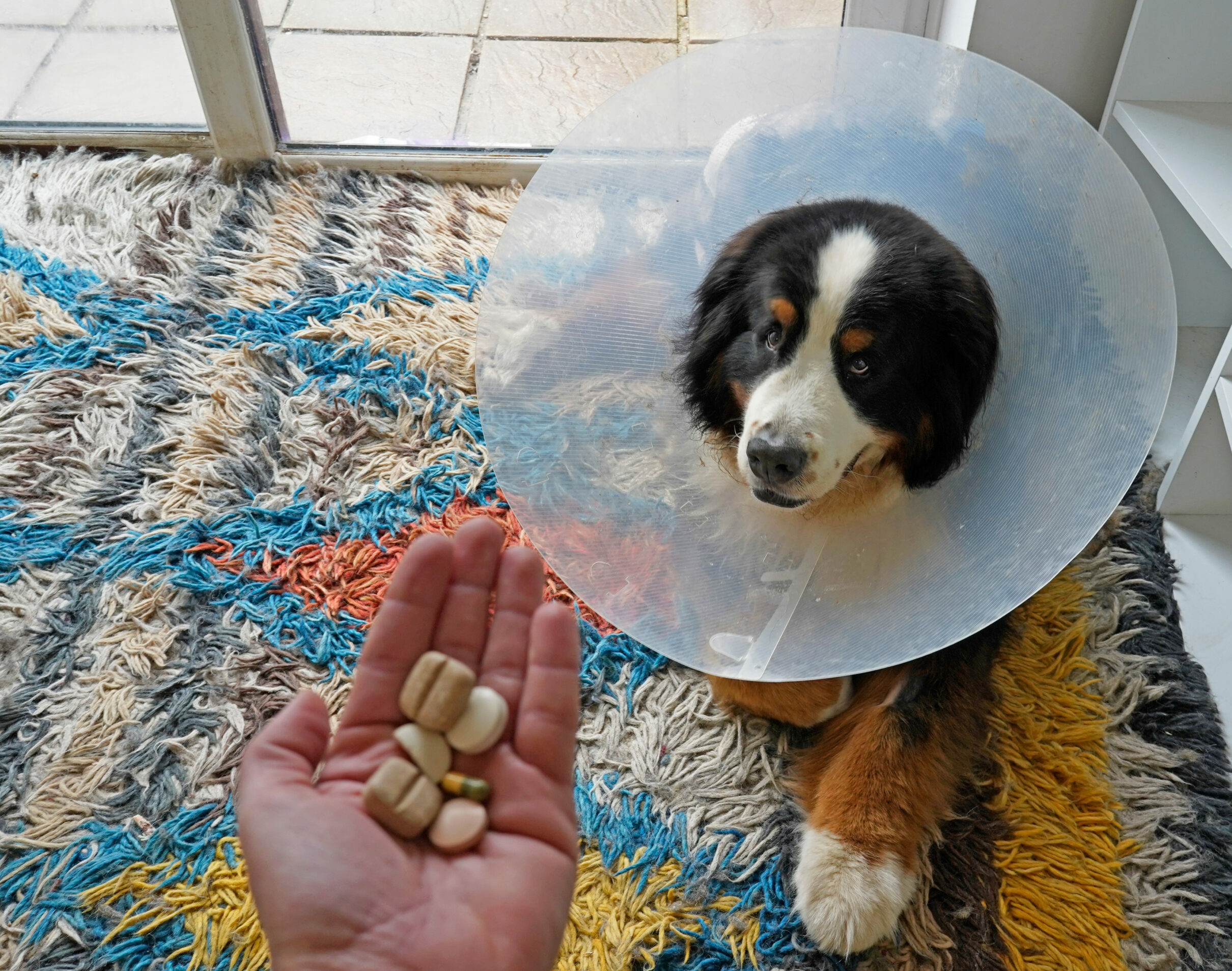 Symbolbild: Ein Hund hat eine Halskrause und eine Hand hält ihm Pillen und Leckereien hin.