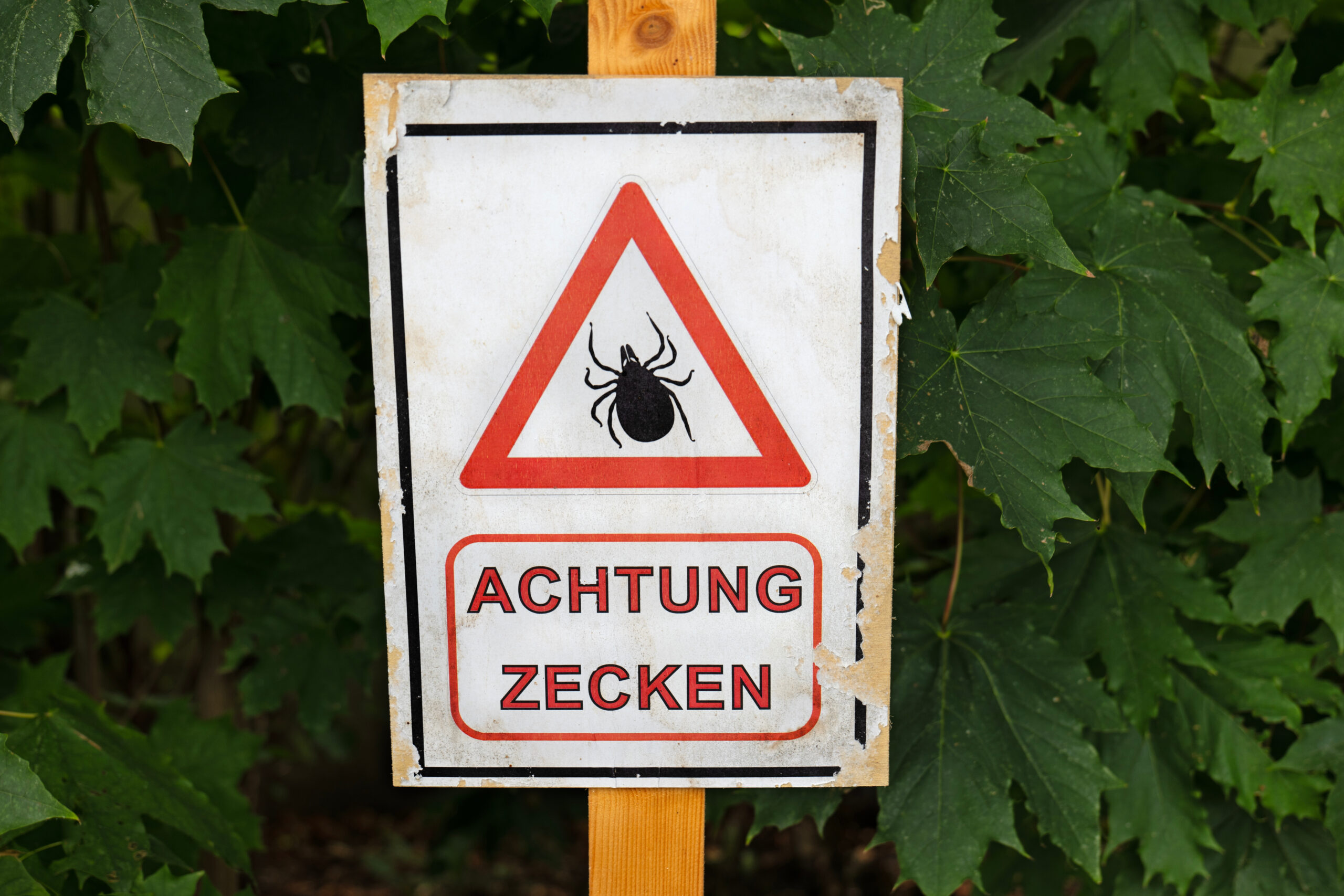 FSME: Neue Erkenntnisse zum Krankheitsverlauf