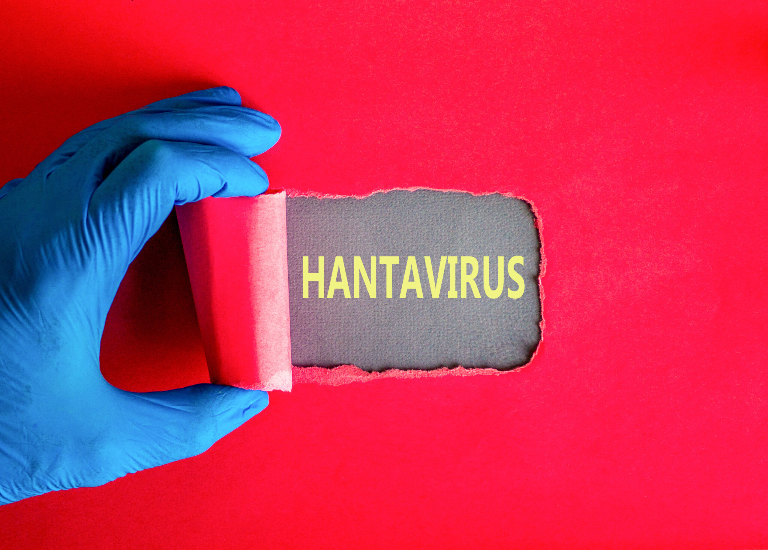 Hantavirus: Selten, aber gefährlich?