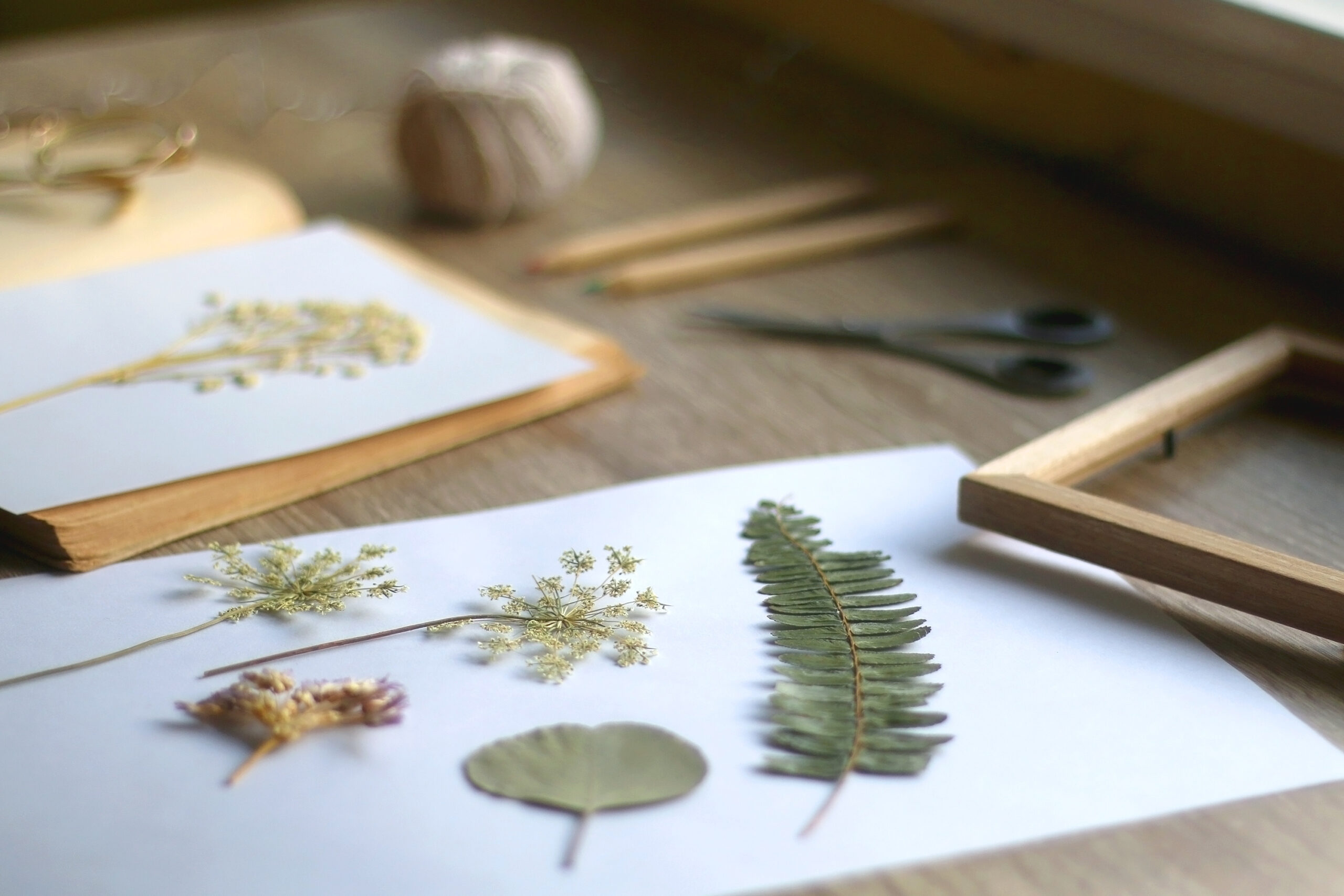 Herbarium: Mehr als gepresste Blätter