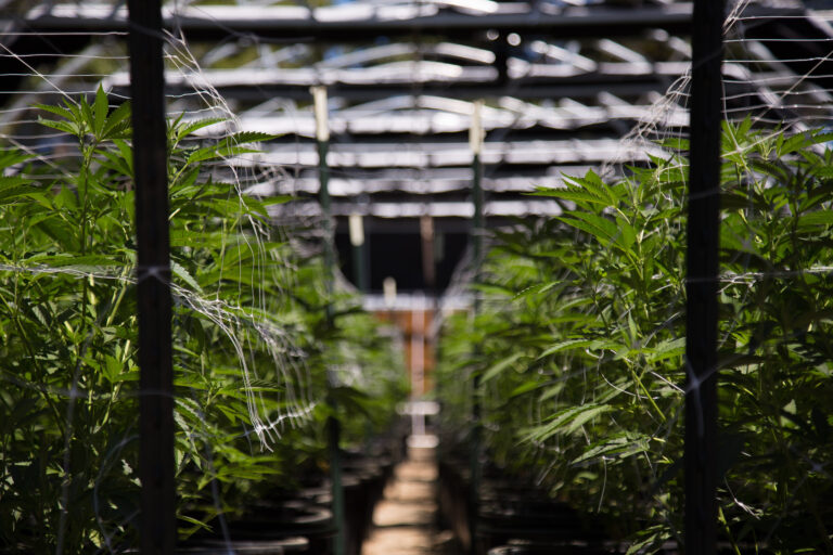 Symbolbild: Eine Cannabis-Plantage.