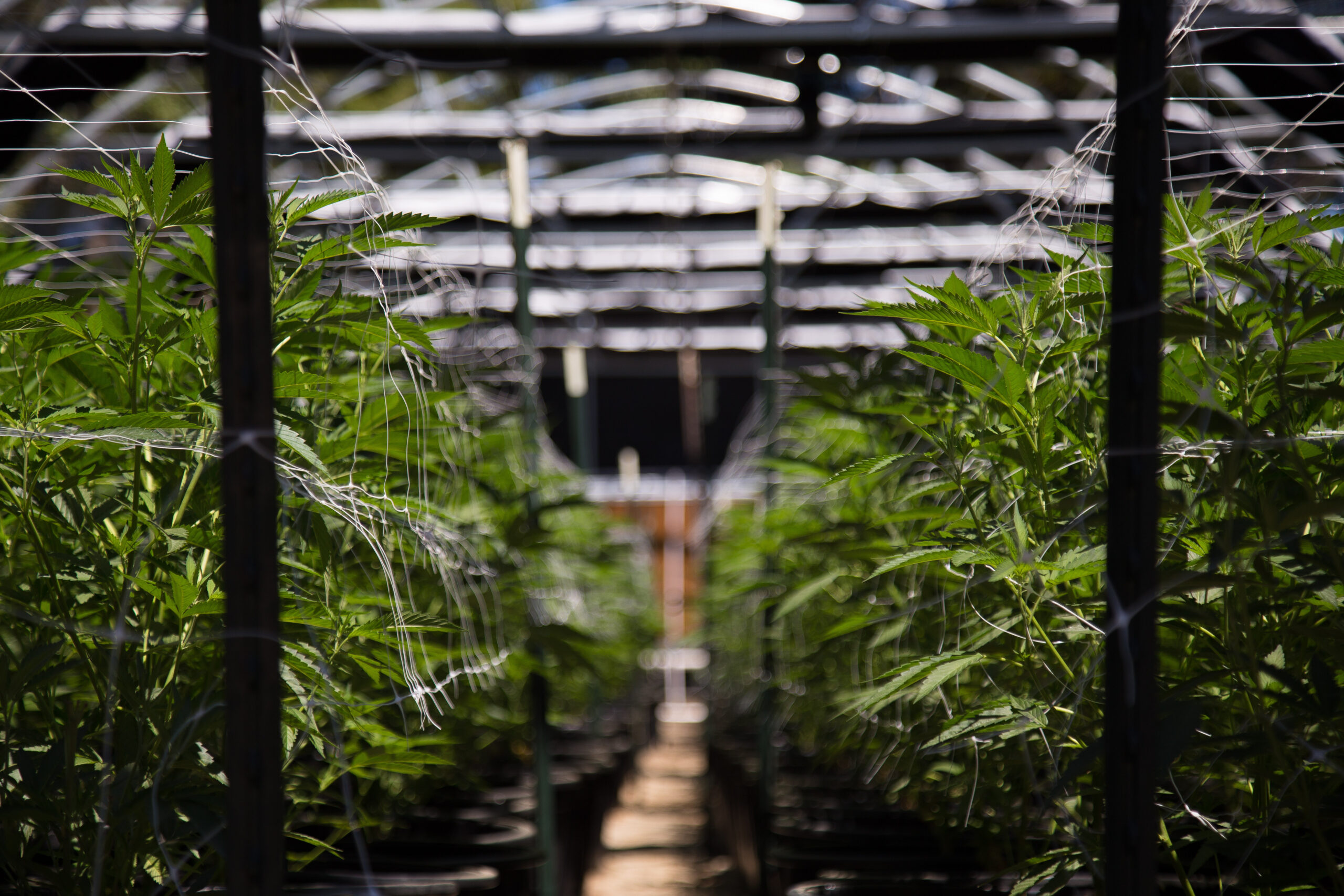 Symbolbild: Eine Cannabis-Plantage.